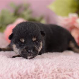 Kira -FULL AKC REGISTRATION- - Black and tan female Shiba Inu puppy in Neosho, Missouri from Kenny Cave K9s