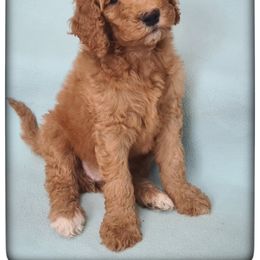 Girl 1 - Labradoodle puppy from Sharyland Pets