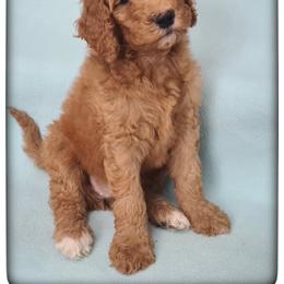 Girl 1 - Labradoodle puppy from Sharyland Pets