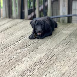 Matteo - Black male Labrador Retriever puppy in Saint Anne, Illinois from Firecrest Kennels