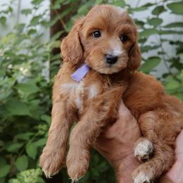 Bluebell - Purple collar girl - Red  female Goldendoodle puppy in Ruthorfordton, North Carolina from Duncan Doodles Goldendoodles