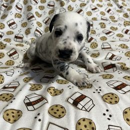 Agate - White and black male Dalmatian puppy in Claremore, Oklahoma from Lotsofdots Dalmatians