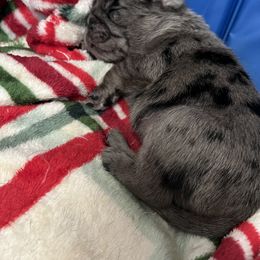 Pug Puppies from Love Pugs