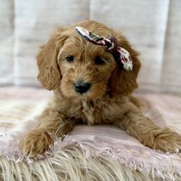 Violet - Red female Cavapoo puppy in Lewiston, Utah from Mountain View Doodles