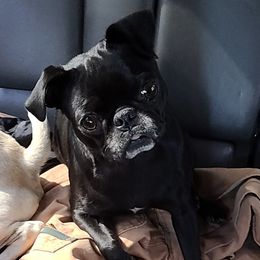 Sadie  - Pug