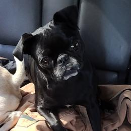 Sadie  - Pug