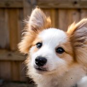 Border Collie, Golden Retriever, and Sporty Mix Puppies from Turbo Border Collies & Coltrievers