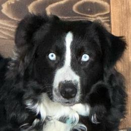 Shelby - Australian Shepherd