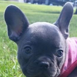 French Bulldogs from Bushido Bulldogges