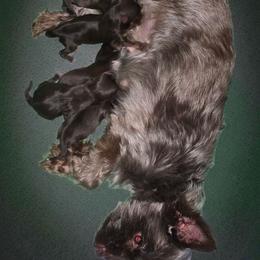 Kb girl - Liver female Yorkshire Terrier puppy in Old Fort, North Carolina from Tiffany’s Colorful Yorkies