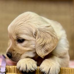 Miss Lavender - Golden female Golden Retriever puppy in Tonasket, Washington from Denzil’s Goldens