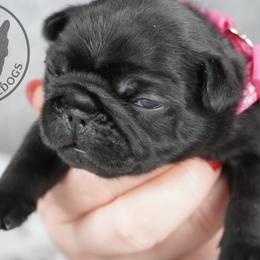 French Bulldog puppies from A & B French Bulldogs