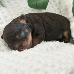 Charlie - Chocolate brindle female Havapoo puppy in Marquand, Missouri from Perfectly Playful Doodles