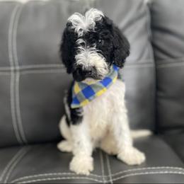 Aussiedoodle and Goldendoodle Puppies from Cuddly Doodles