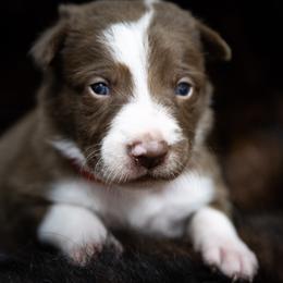 Girl 2 Red Collar - White and red female Border Collie puppy in Shelbyville, Tennessee from C Horns Ranch Border Collies