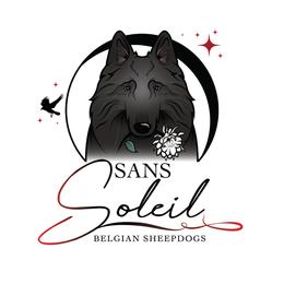 Belgian Sheepdog puppies from Sans Soleil