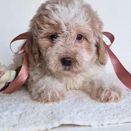 Mia - Lemon and white female Springerdoodle puppy in Fargo, North Dakota from Dakota SpringerDoodles