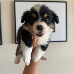 Ford - Black and tan male Pembroke Welsh Corgi puppy in Red Bluff, California from Wilder Ranch Corgis
