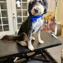 Saint Berdoodle puppies from Remington Kennels, LLC