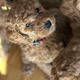 Carter - Red  Goldendoodle puppy in Rancho Murieta, California from Caryn’s classy doodles