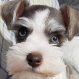 Miniature Schnauzer Puppies from Springs Miniature Schnauzers