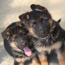 German Shepherd puppies from Von Kunstlerisch