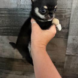 Snookie - Black female Chihuahua puppy in Charleston, Maine from North Woods Chihuahua’s & Golden Retrievers