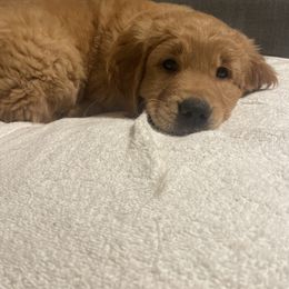 Golden Retriever Puppies from Joyfully Golden