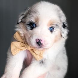 Sugar - Blue merle female Australian Shepherd puppy in Georgetown, Texas from River Reign Australian Shepherds