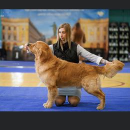 Maui - Golden Retriever