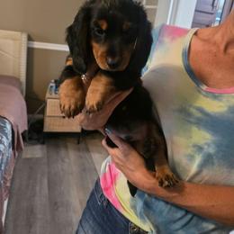 Jet - Black and tan male Dachshund puppy in Homosassa, Florida from Foxies Doxies