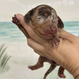 Brûlée Smooth - Dapple female Dachshund puppy in Lakeland, Florida from Elite Doxies Florida