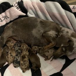 Bleu - Dachshund
