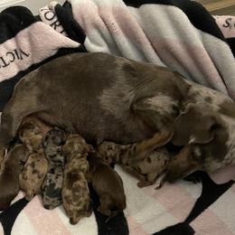 Bleu - Dachshund