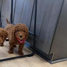 Sonny - Red  male Goldendoodle puppy in Mint Hill, North Carolina from DoodleForever
