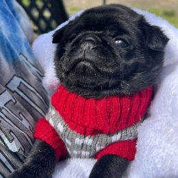 Maggie - Black female Pug puppy in Purgitsville, West Virginia from Hatfield Pugs