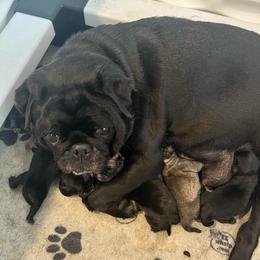 Fawn Girl 1 - Fawn female Pug puppy in Hemet, California from Greek God Pugs