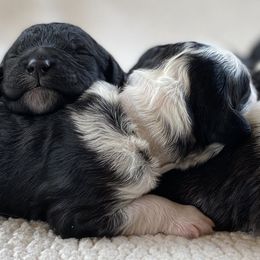 Goldendoodle Puppies from Patriot Puppies