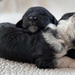 Goldendoodle Puppies from Patriot Puppies