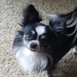 Stitch - Chihuahua