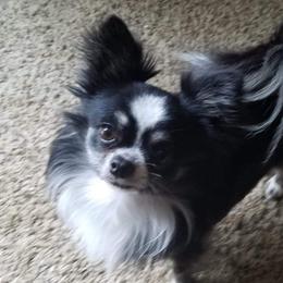 Stitch - Chihuahua