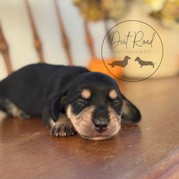 Boy 3 - Black and cream male Dachshund puppy in Town Creek, Alabama from Dirt Road Dachshunds