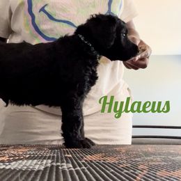 Poodle Puppies from Tyler Family Poodles