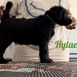 Poodle Puppies from Tyler Family Poodles