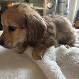 Reduced--Gidget - Cream female Dachshund puppy in New Smyrna Beach, Florida from J & L Mini D’s