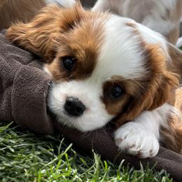 Brwn tail - Blenheim male Cavalier King Charles Spaniel puppy in Tooele, Utah from Ikkes Cavaliers MRI cavaliers in Utah