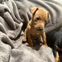 Donatello - Red male Miniature Pinscher puppy in Albuquerque, New Mexico from Legacy Danes