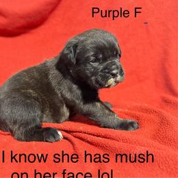 Purple Collar N - Black female Cane Corso puppy in Paris, Texas from Knucklehead Cane Corso