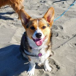 Pembroke Welsh Corgis from Sassafras