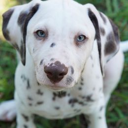 Dalmatian Puppies from 5 Alarm LUA Dalmatians